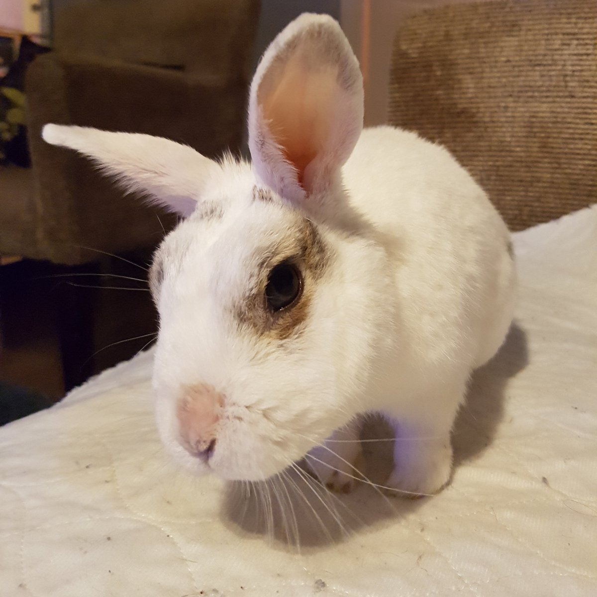 the_fluffle's tweet photo. Little snowy 😊❤🐰 https://t.co/OMPz1mWWNw