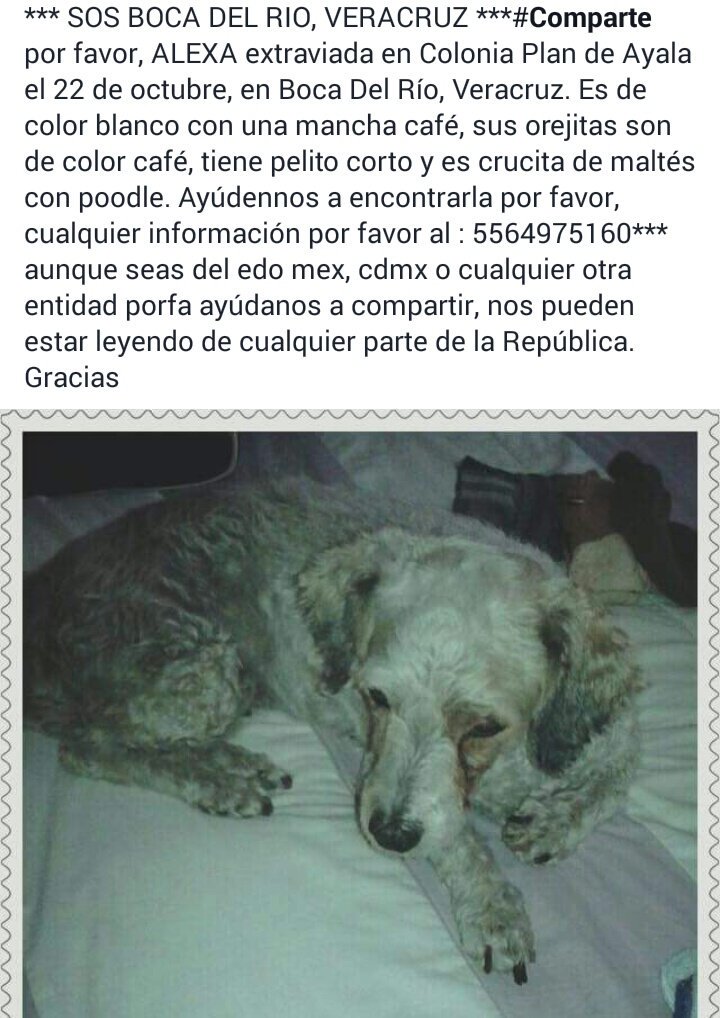 alexperezpineda's tweet photo. No es un #FelizDomingo si no aparece, ayúdame con RT por favor @Goliathpastor @Betocastillo73 @marcoregil @OctavioRegalado @adrianruizv https://t.co/QYIgygMgmA
