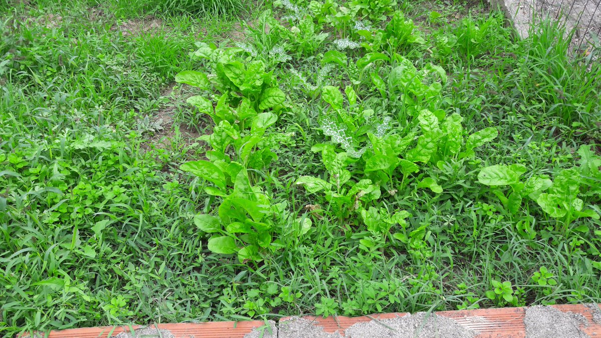 KostasMisialis's tweet photo. very interesting article for kitchen garden
https://t.co/atEXterTV9
#gardener #misialis #captaingardens https://t.co/zlWGW2E4ZU