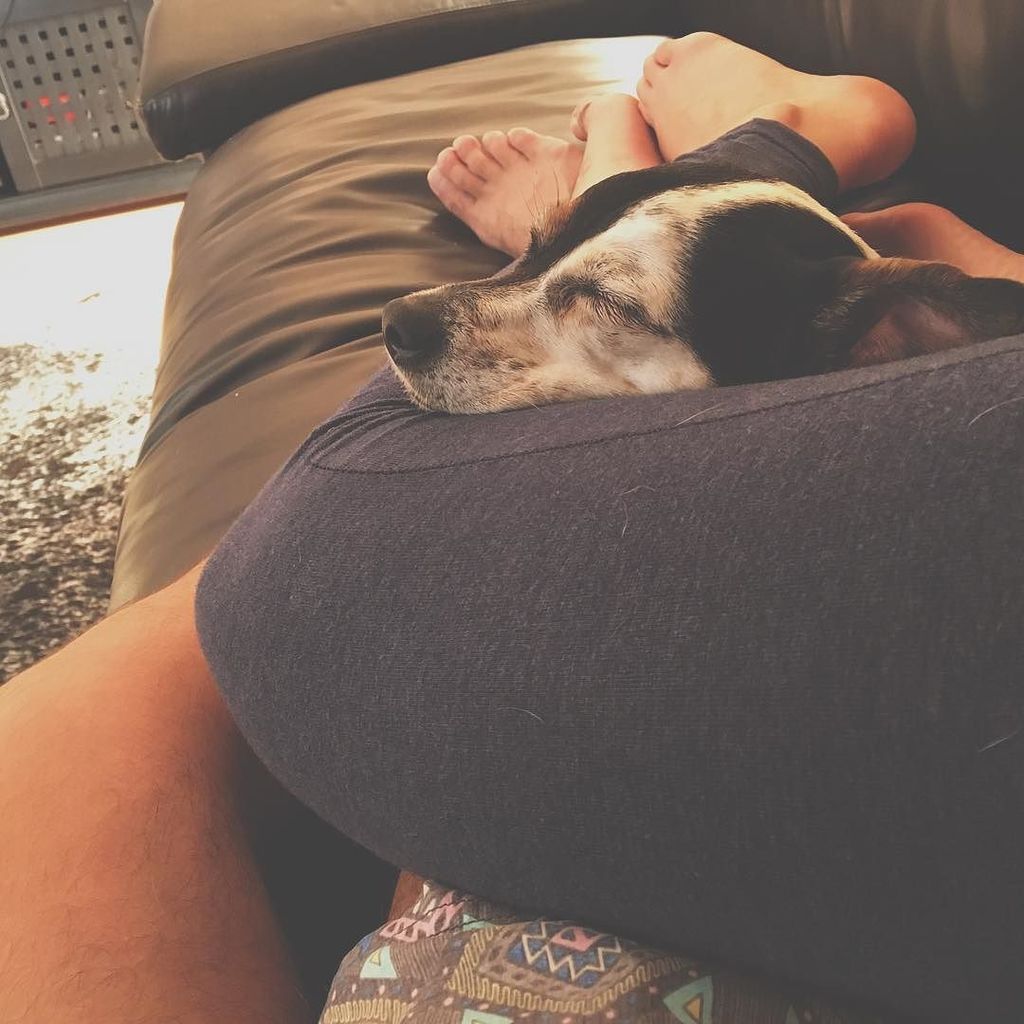 Chels_Vee's tweet photo. This is what Sundays are made for #cuddles #Shiloh #cumfi #Sundays #Chilling #myhuman #hapโฆ https://t.co/95vIMDa3xs https://t.co/kTOa2KZkdW