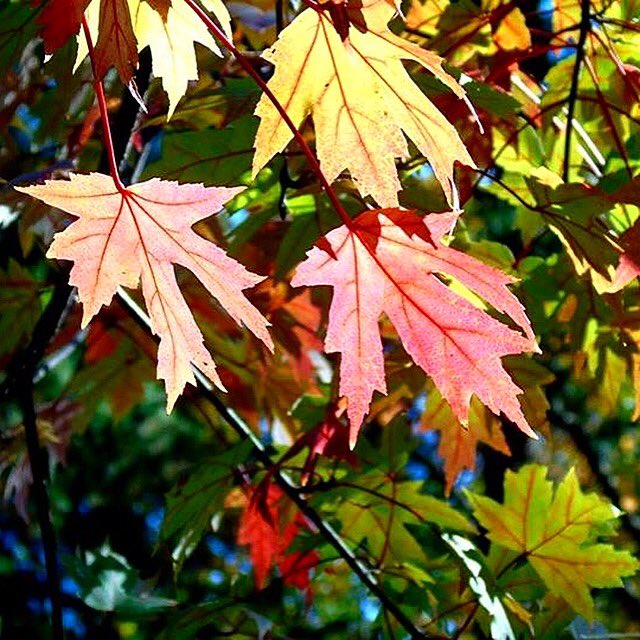 DanielCPotts's tweet photo. #fallcolors2016 https://t.co/MJE5Qnoe9F