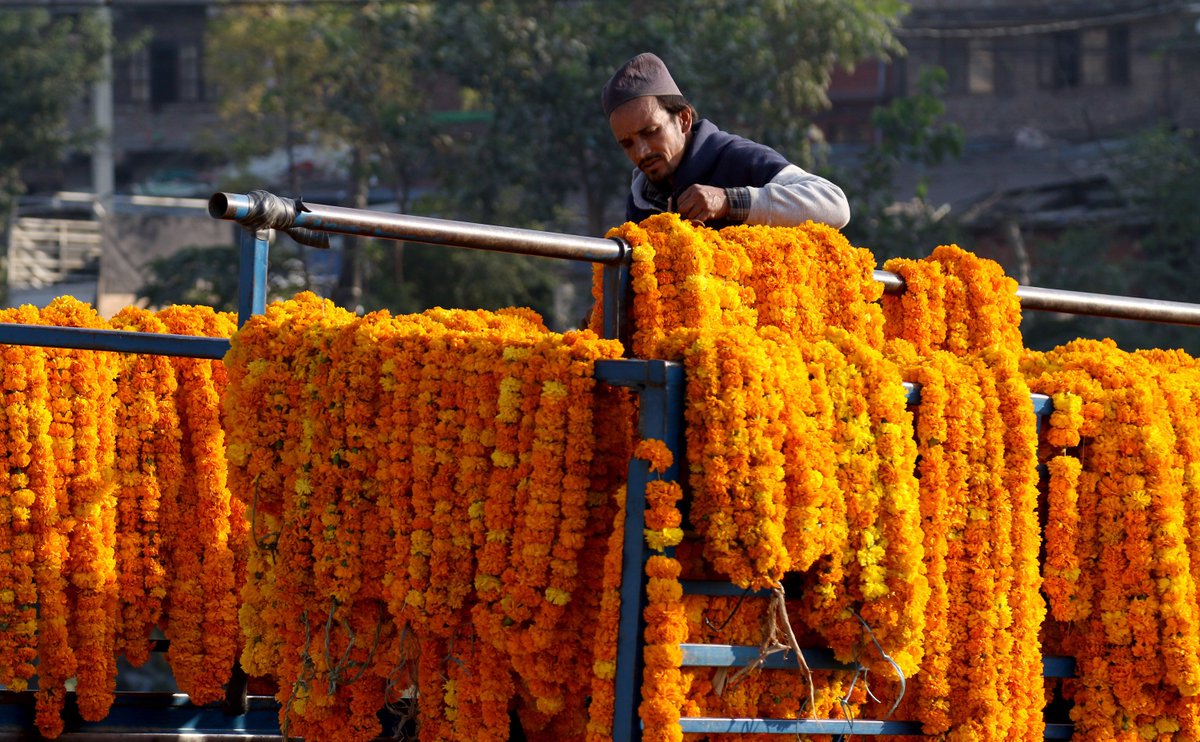 kathmandupost's tweet photo. Glimpses of Tihar celebrations 2016 (in photos)

https://t.co/IEERuK266l https://t.co/OxI95tzVci