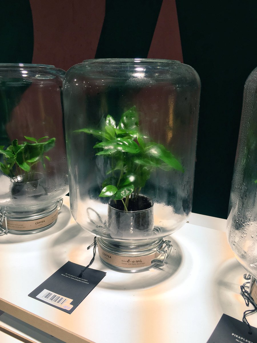 julialmata's tweet image. ..and the ultimate solution: self watering plant 👉🏻 that&apos;s what i call #Sustainability #DesignforNature #DDW16