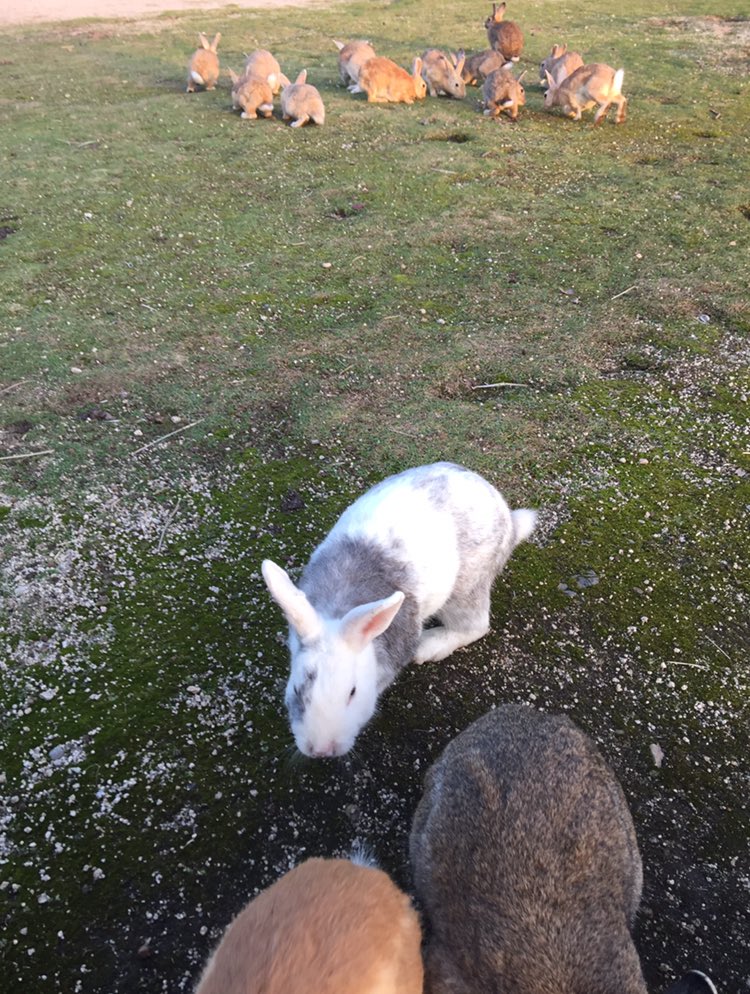 markurfx's tweet photo. 野生のウサギがうじゃうじゃいる島に行ってきた←
ウサギ全く興味なかったけどかわいすぎた…走って寄って来るし…ダラけてるニートウサギがお気に入り← https://t.co/gs8jvVWocy