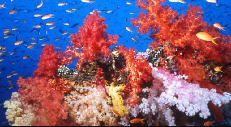saveourreefs17's tweet photo. Coral reefs are important because they protect and give shelter to ocean species and provide so much for humans. #saveourreefs https://t.co/7tAa0cndaS