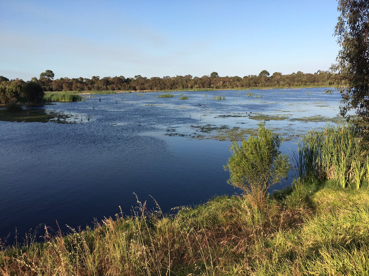 BarrattPlaxy's tweet photo. Added a few vital birds at North Lake incl. sWAmp Harrier for the sWAmpy Harriers #WATwitchathon #nationaltwitchathon https://t.co/h33bNaoGgw