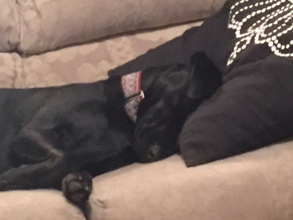 derpydogVT's tweet image. It&apos;s raining. I think I&apos;ll just stay here. #sleepypuppy