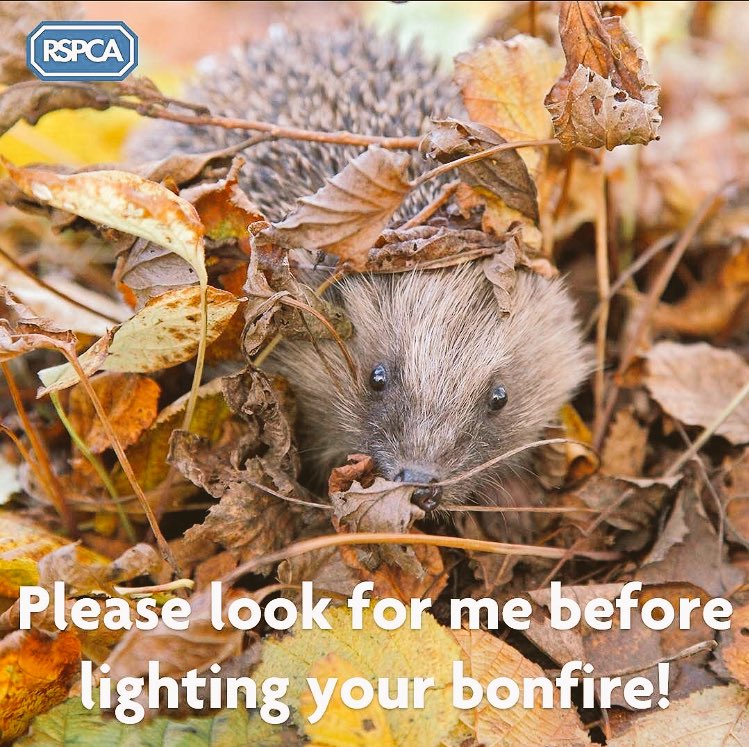BuryStEdsPolice's tweet photo. As #Bonfire night approaches look out for these little guys @RSPCA_official https://t.co/mVRZ2wBRxv