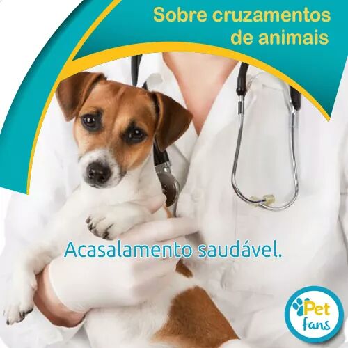 PetFansApp's tweet photo. APP Pet Fans. Gratuito. Baixe agora! 
https://t.co/KxBbTF4pow https://t.co/g5yEqWZYZu