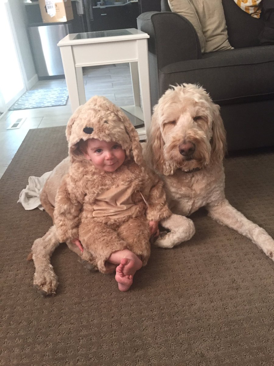 leslievoloch's tweet photo. Addie wanted to dress up as her Puppy Brother for Halloween @9NEWS #beon9 https://t.co/3YNW5mYoqY