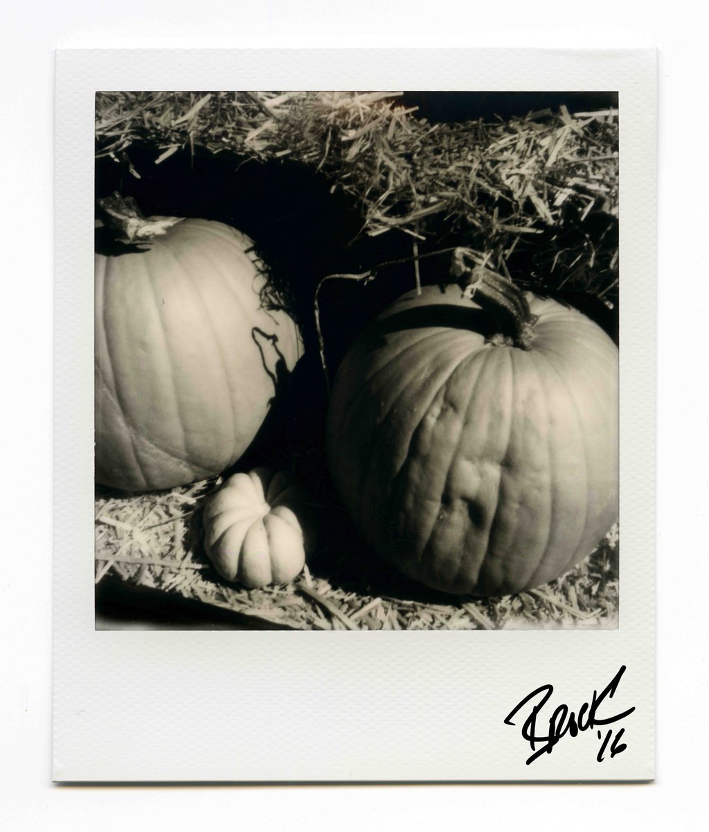 pumpkins