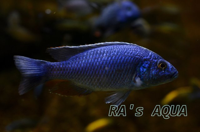 Algarium アル アフリカンシクリッド あまりに分類がややこしくて 今まで出来るだけ関わらないようにしてきたのだ 仙台にアフシク水槽が出来て せっかくだからしっかり図鑑を買って覚えようと思ってたんだよなぁ 水槽内では似てるけど こうして