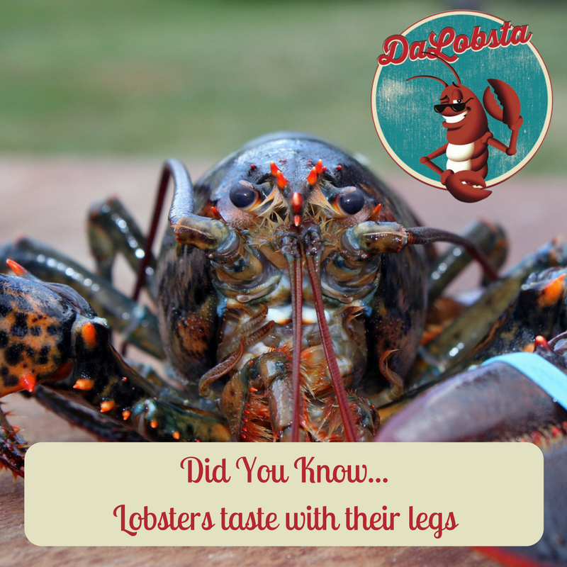 #didyouknow… #Lobsters taste with their legs.