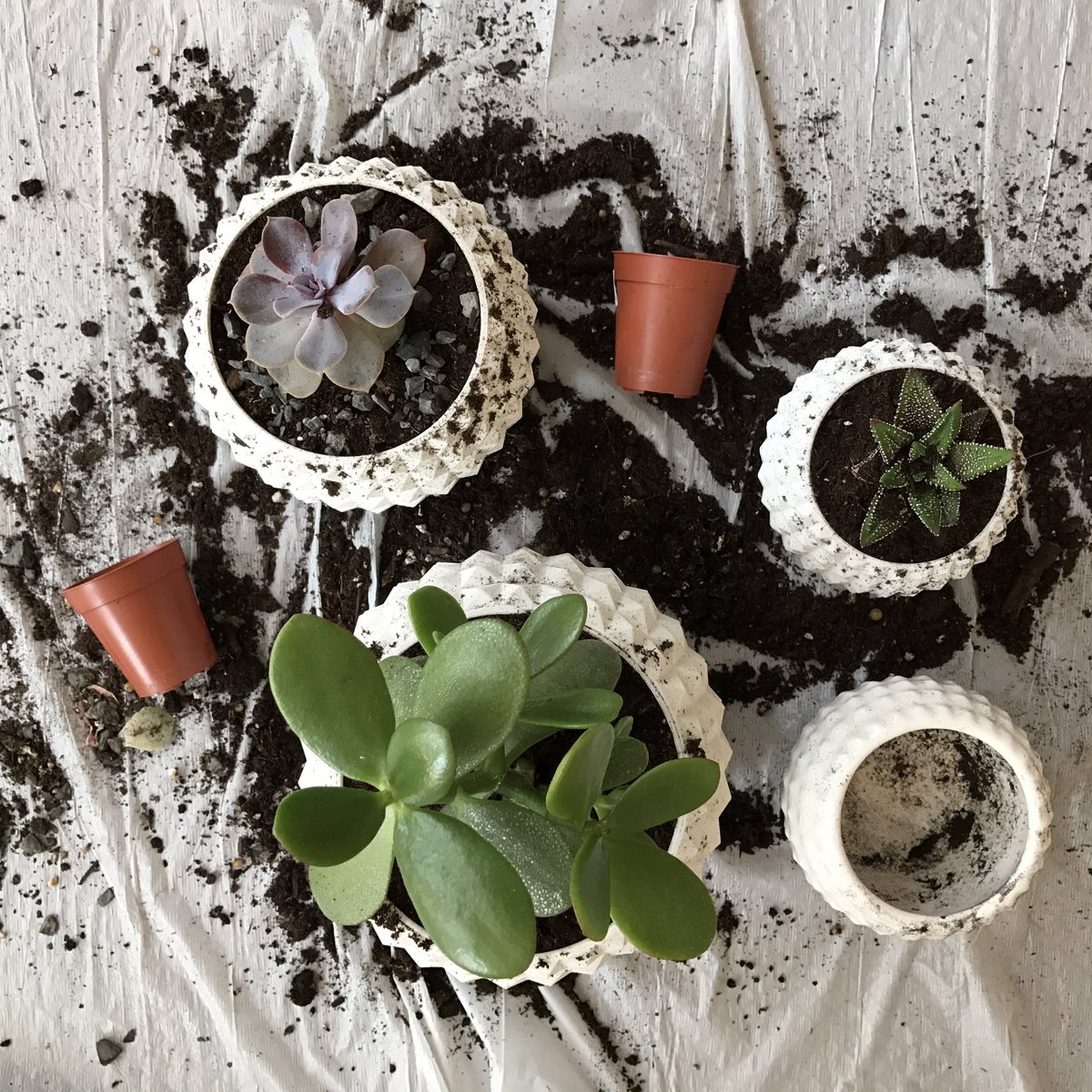 SimplusDesign's tweet image. Moving day for these #cacti &amp;amp; #succulents into new STUD Planters #3dprinting