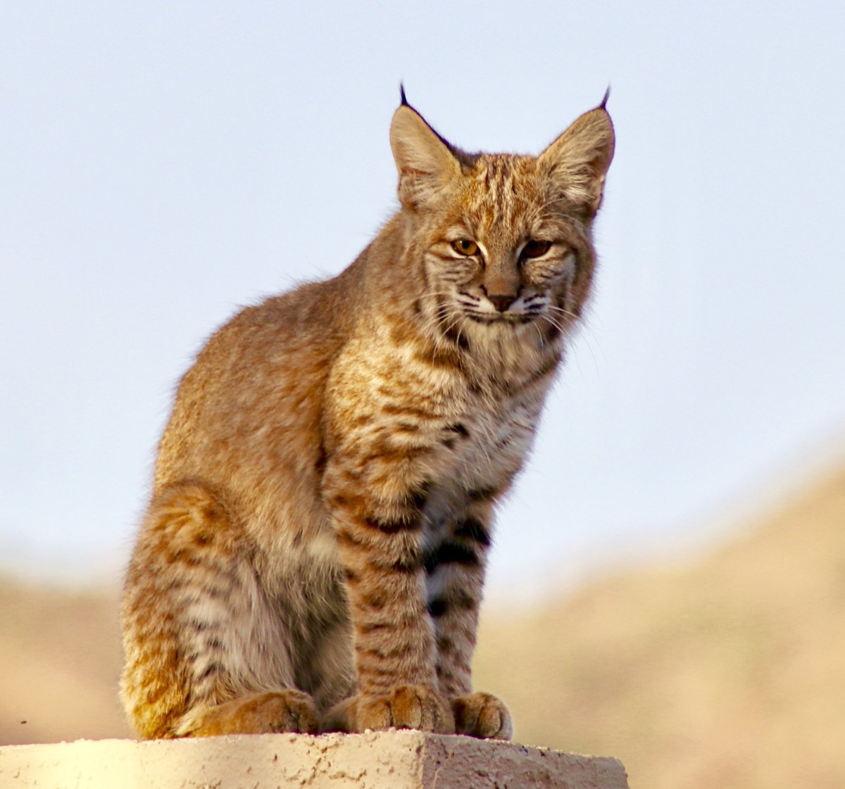 Tspring27's tweet image. My morning coffee buddy today