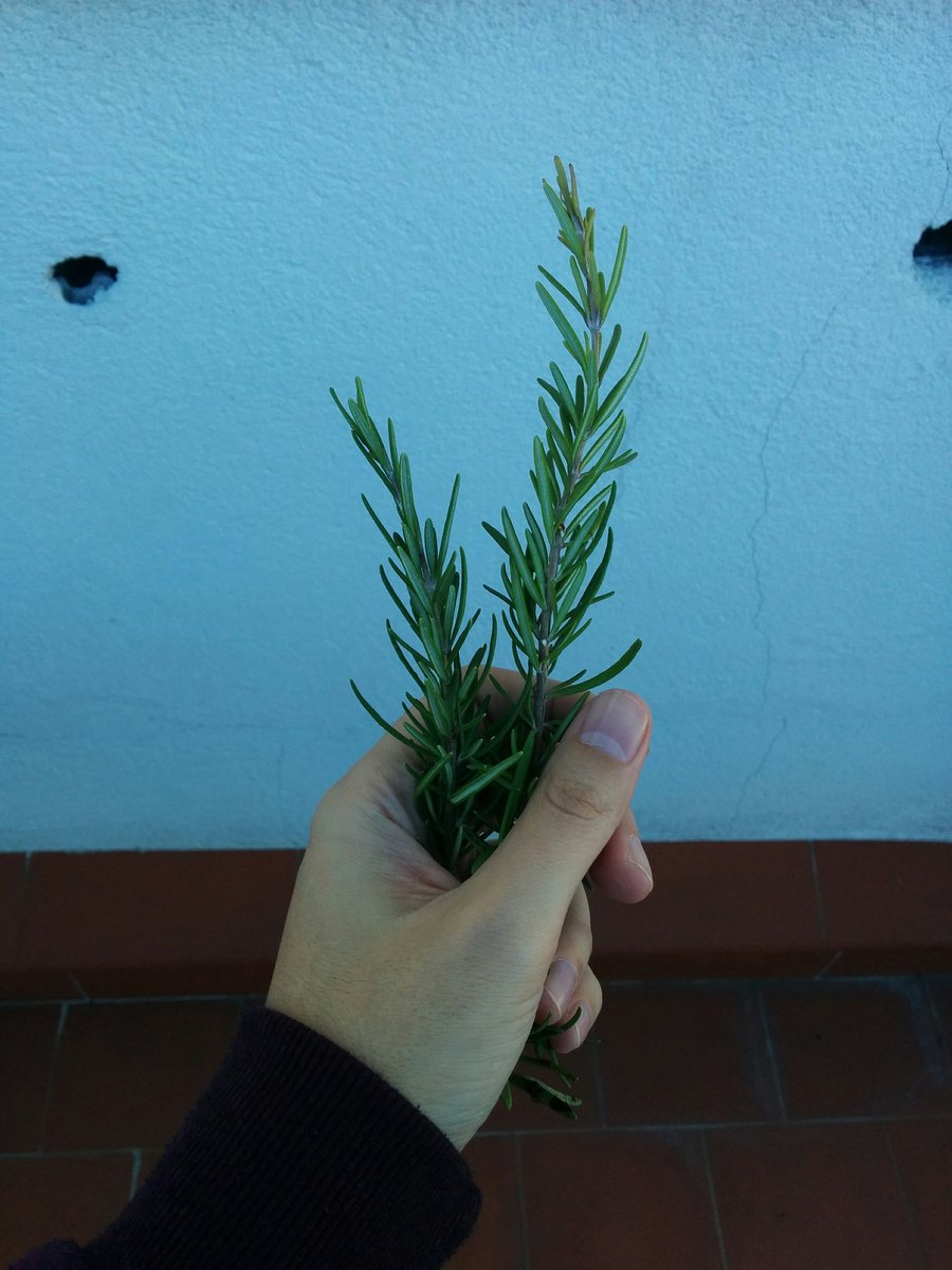 ¡Ay, nena! Dame un RT a este romero y te dará suerte.