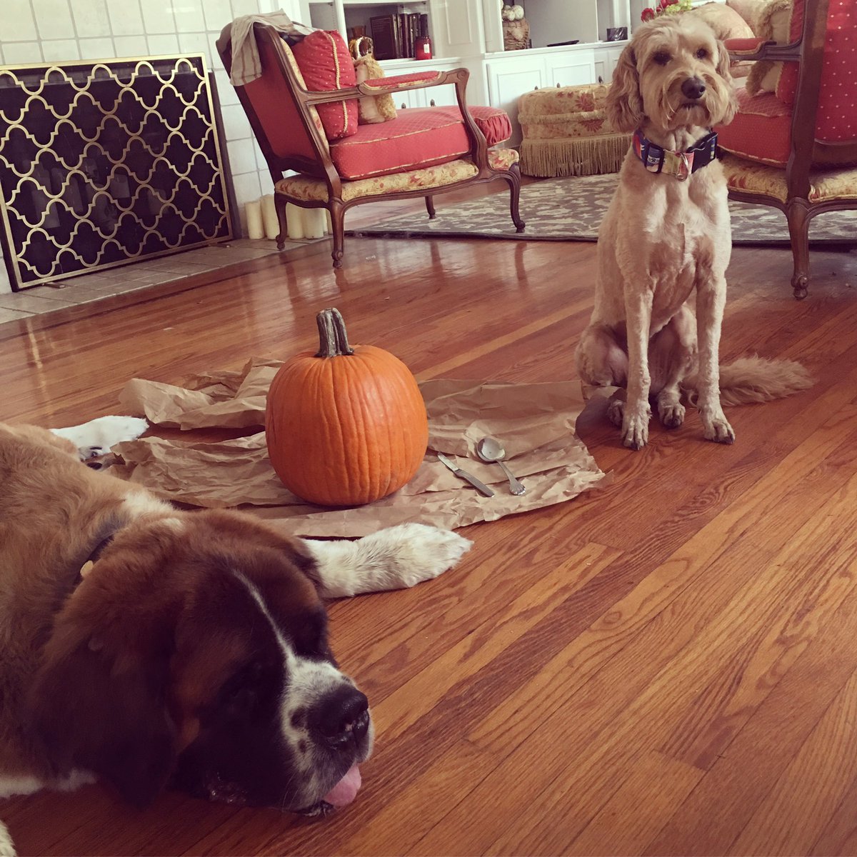 Carving pumpkins w/my pal Posey 🎃🐶 #villagepups #Halloween #JackOLantern
