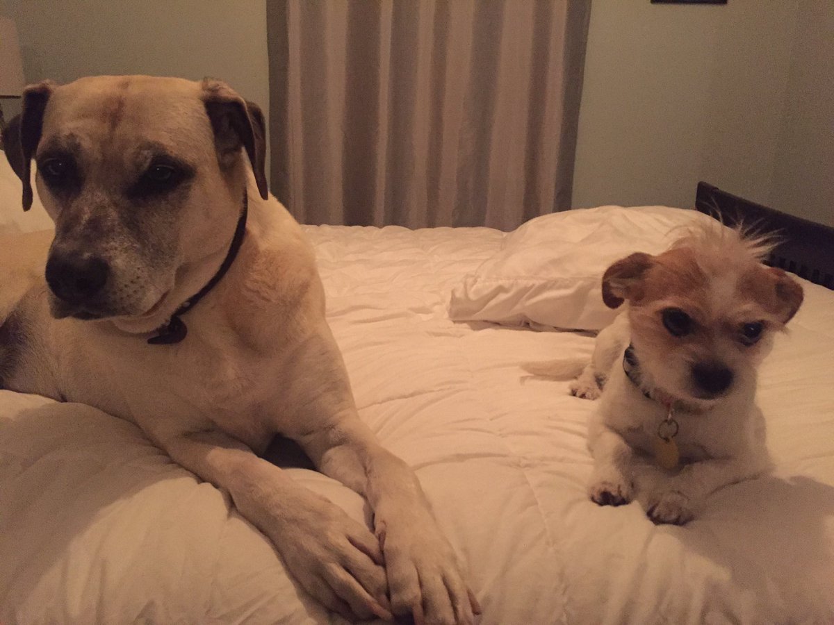 LensTinyToes's tweet photo. Mum was not offering treats so we decided not to cooperate. #wedontworkonsundays https://t.co/9oM5rUoand