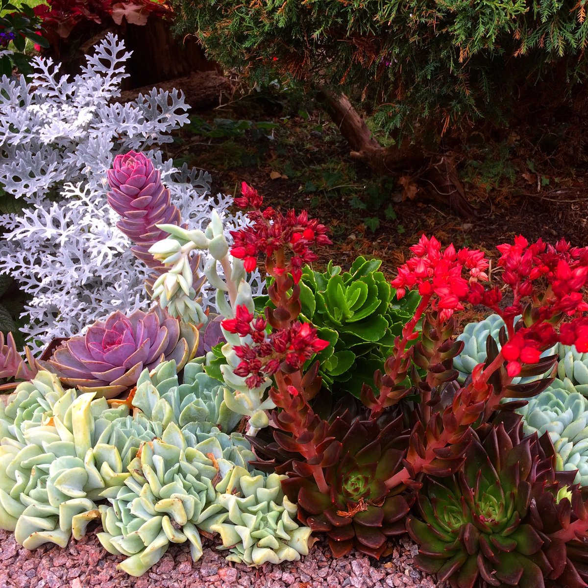 Cazlar123's tweet image. Autumnal colours in the garden #echiveria #acerpalmatum #bonsai #FlowerReport