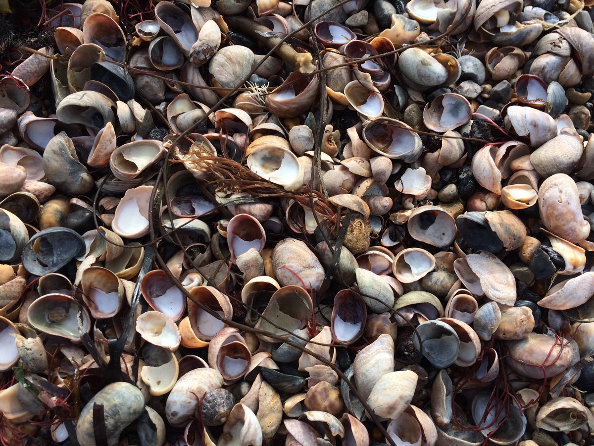 walkinglantern's tweet image. #coastalpattern #patterns #shellpattern #weymouth #coastalpath #sunday #undermyfeet #dorset