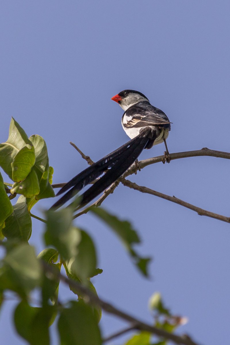 Hashtag Pintailedwhydah Sur Twitter