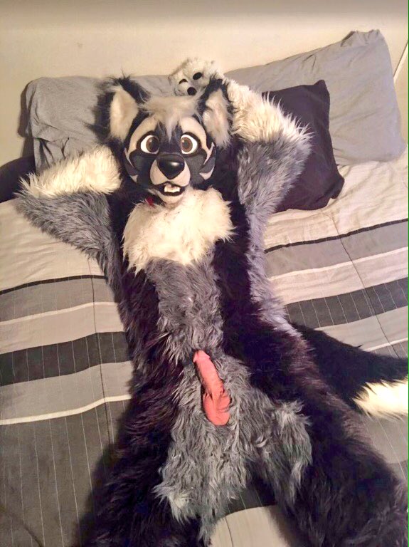 FursuitDick's tweet photo. @WolfCerberusAD 

A wolf can be Cute and Sexy at the same time https://t.co/cr6cOOk4SW