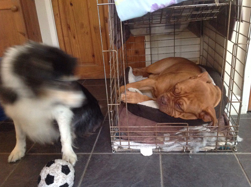 allender_farm's tweet photo. Cheek of it, had to give up my bed without being asked!!😳 #woolacombe #lee https://t.co/eUAkQDvF0p