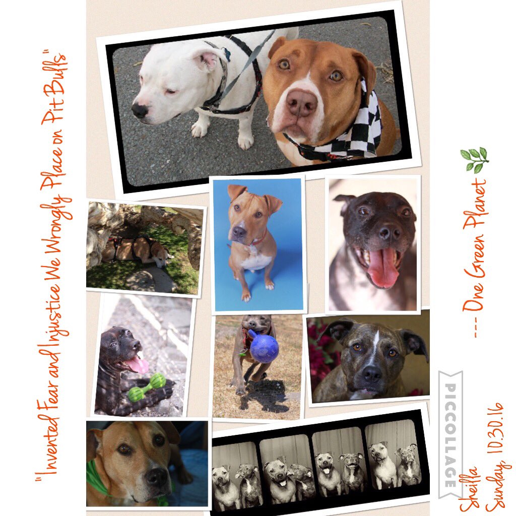 SheillaGaillard's tweet photo. #pitbulls @OneGreenPlanet #bullying #animallover #doglover #pitbulllover #woof #compassion #vegan 🌱 #love ❤️#imagainstanimalcruelty #dogs 🐶 https://t.co/Co3UmXYwd4