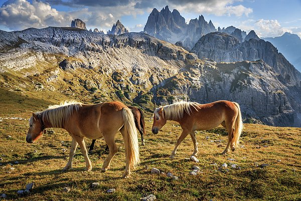New artwork for sale! - "Alps Horses" - fineartamerica.com/featured/alps-… <a href="/fineartamerica/">Fine Art America</a>