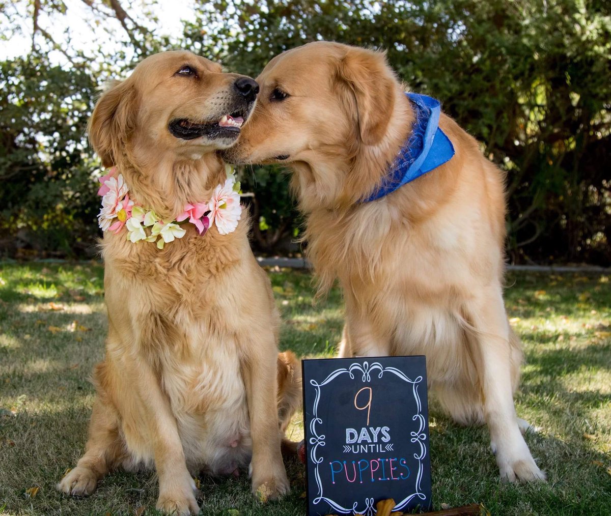 thefemaleboook's tweet photo. this is too cute https://t.co/AmPCyvNJey