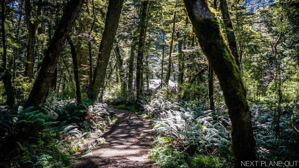 docgovtnz's tweet photo. A visual treat — walking the Kepler Track with #NextPlaneOut: https://t.co/mZcvVB61lp https://t.co/8PlvlUrxw4
