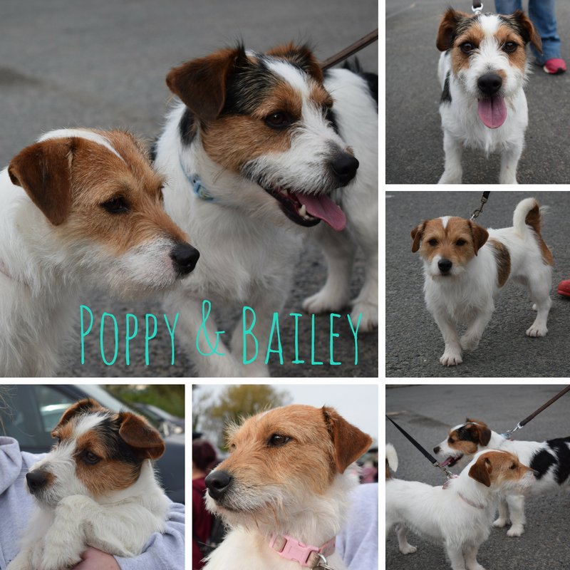 AlmostHome_Dog's tweet photo. We'd like to try and keep Bailey &amp; Poppy together 💜 both great with dogs and kids #JackRussell #NorthWales  https://t.co/7OoARmGN2q https://t.co/lqQX7xWBfr