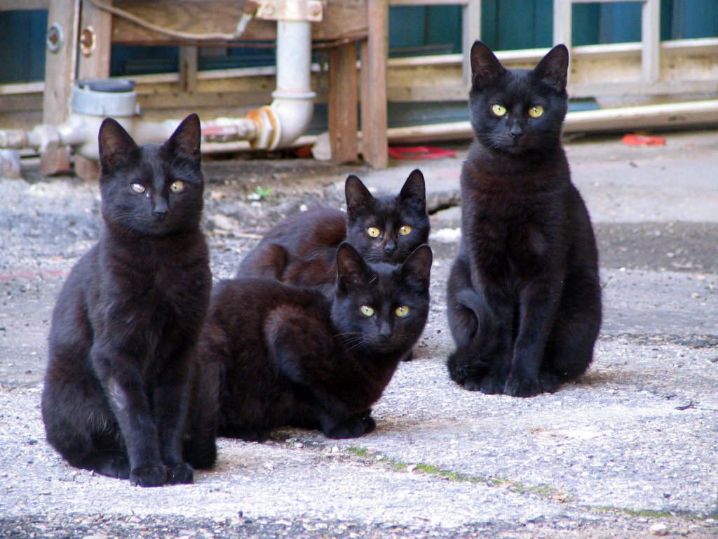 ONGVitalis's tweet photo. Los gatos no son animales de la calle. De hecho, se convierten en plagas difíciles de controlar que acechan aves y otros animales. #EcoWeen https://t.co/yoS7mjk2or
