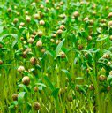 DIYsoHard's tweet photo. Micro green cilanntro https://t.co/cd5U7FyZFs https://t.co/7e2sQPH3h5
