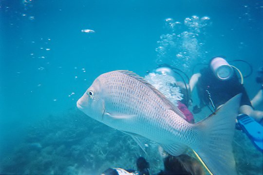 ZARDyureruomoi's tweet photo. .
โฎ Take nature for a friend (โฐหโกหโฐ)
#Alisa
#Andy
#TimGent
#IlsaBancraft
#Diving
#Holiday #MissionBeach #QLD #Australia https://t.co/oZjx2ZWyAU