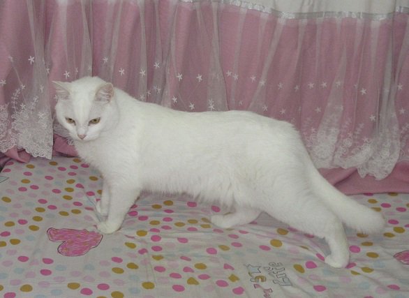 SexyKinkyOnes's tweet photo. Another set of " stay for the picture " seems they went well #kitty #cat #cats
#Caturdate #Fantathecat #Fantatheposer #FantaCat #LovingKitty https://t.co/AIdolkcMuh
