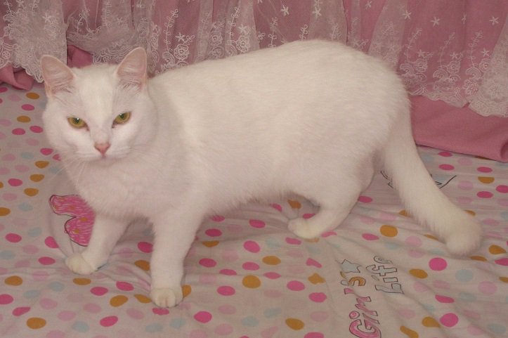 SexyKinkyOnes's tweet photo. Another set of " stay for the picture " seems they went well #kitty #cat #cats
#Caturdate #Fantathecat #Fantatheposer #FantaCat #LovingKitty https://t.co/AIdolkcMuh