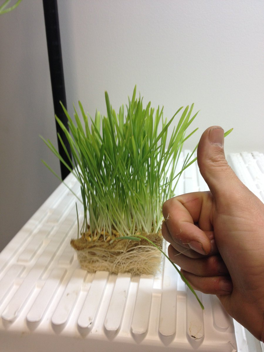 HempGrowMats's tweet photo. Looking for Custom Sized Grow Mats?  Earth-friendly Growing Medium that the growers love. Contact us anytime - sales@grassrootsgrowmats.com https://t.co/U5m6OBvcCM