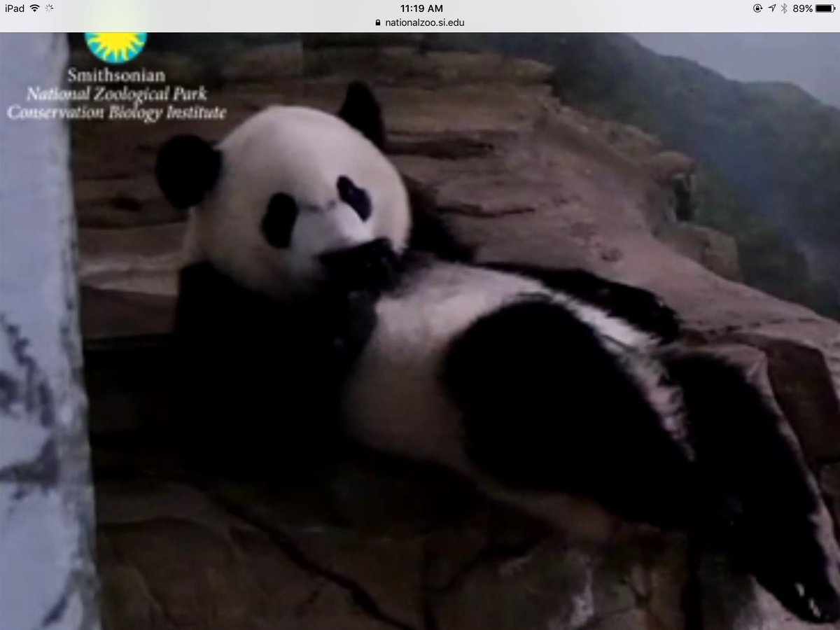 JuliaEriksen's tweet photo. Post apple clean-up 🐼❤️ @houseofcubs #pandastory #beibei #toocute #preciouspanda https://t.co/1Uy25TKvbn