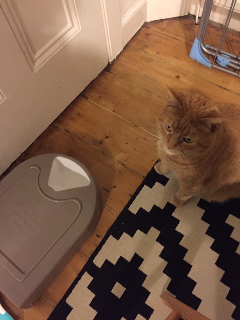 OurCatGodfrey's tweet photo. Your clock change means nothing to me! Miaow! #dinnertimeisnow https://t.co/IBIRfOOh8H