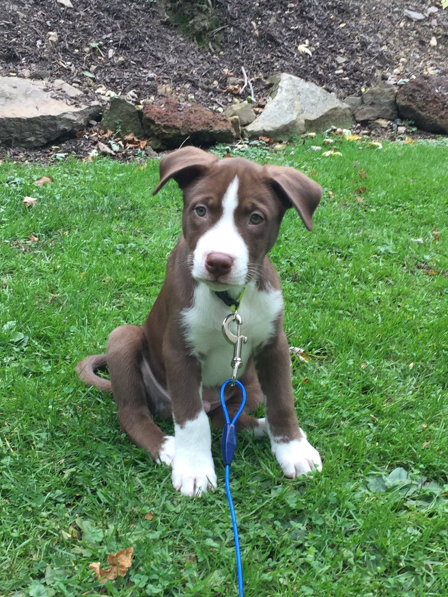 5517milos's tweet photo. My little love 💚 #Loki https://t.co/zLpC17jHNu