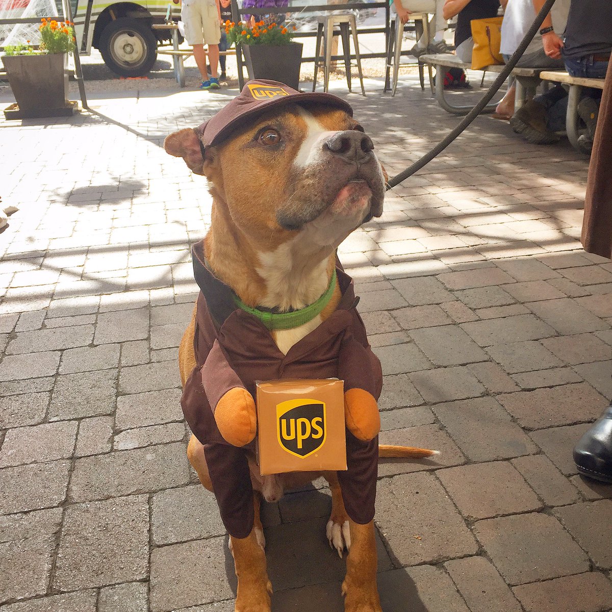 MarbleBrewery's tweet photo. Our inaugural #MuttMasquerade! Bring ur furry besties dressed-up in their bestest! Drink #craftbeer-win prizes! Sign up is now @ #MB111! https://t.co/lwqsbdIzRs
