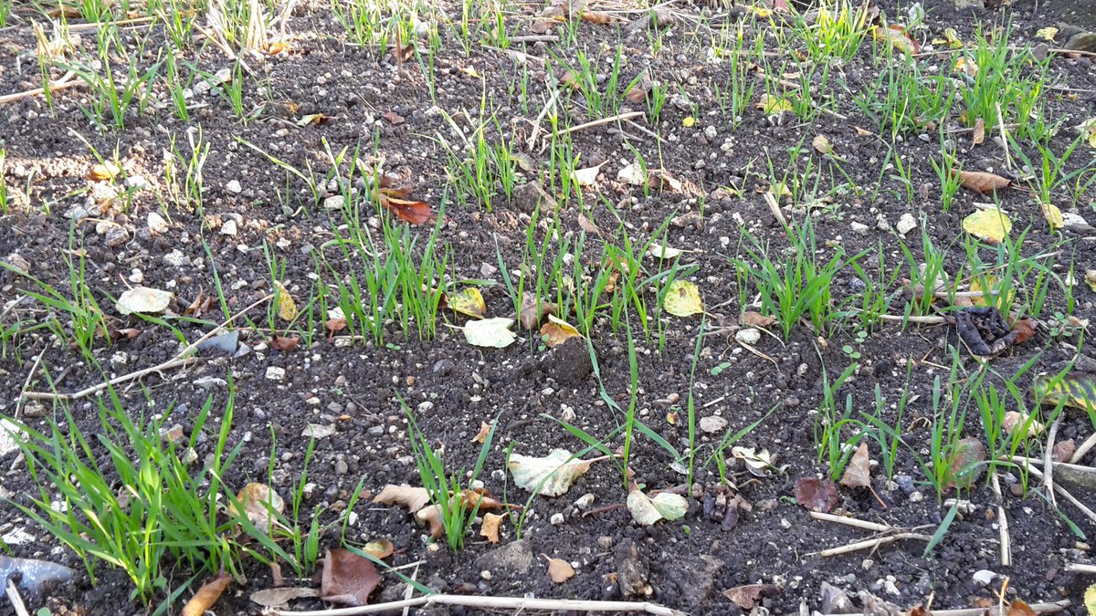 David_Agronomy's tweet photo. Year 4 of my Blackgrass experiment, and its very slow to emerge this year in all three treatments #plough #mintil #notill https://t.co/GeNpAVvTaH