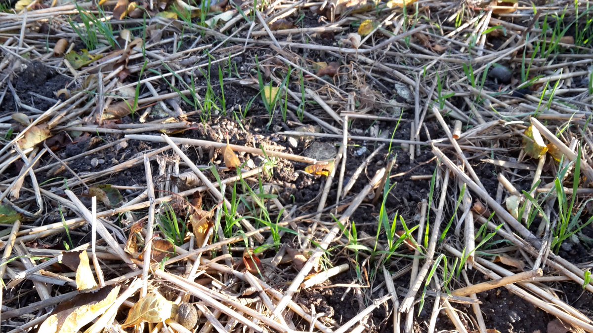 David_Agronomy's tweet photo. Year 4 of my Blackgrass experiment, and its very slow to emerge this year in all three treatments #plough #mintil #notill https://t.co/GeNpAVvTaH