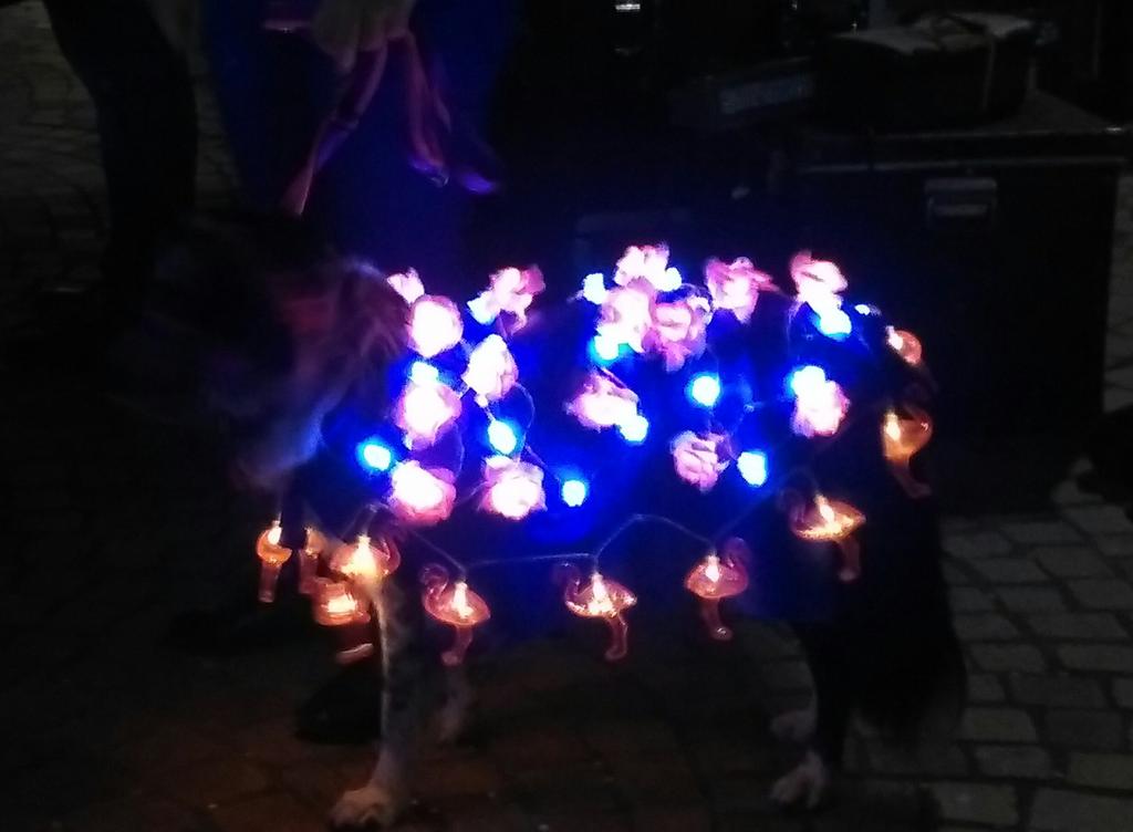 Butterfly dog <a href="/LumiDogs/">LumiDogs</a> #LightPoolFestival #Blackpool