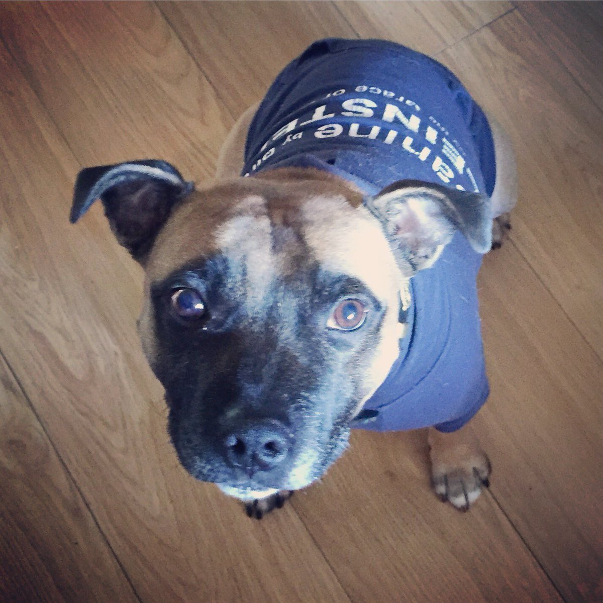 TheCheekyStaffy's tweet photo. Give me all your food... you know you want to... #cheekystaffy #masterbeggar #staffy #dogsoftwitter https://t.co/vd2Hr2RTis