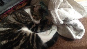 elisabetta bendo is #missingcat from london, e113hz cataware.co.uk/missing-cat-bl… pls RT