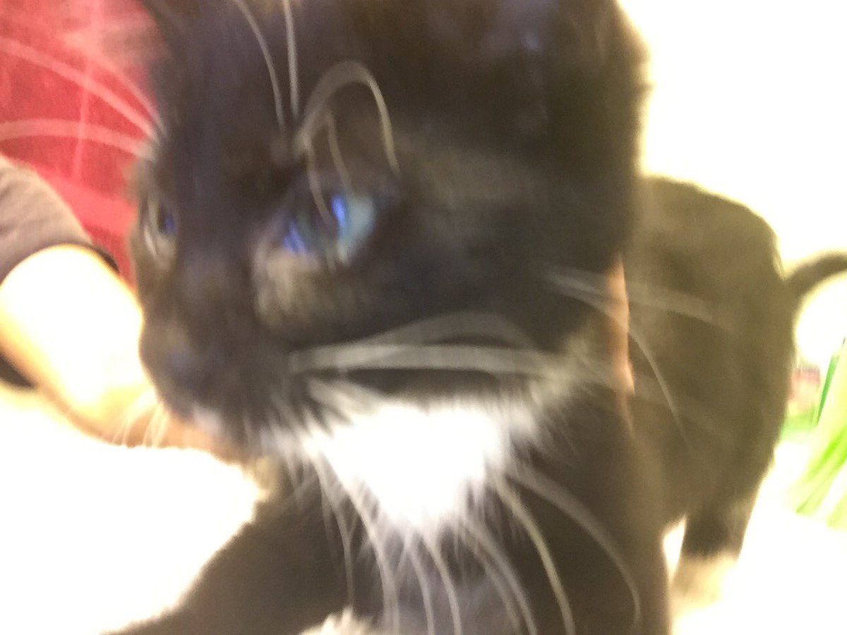 limnersis's tweet photo. I got a cat 🐱 (it's shaky sorry) https://t.co/QaVActO4nA