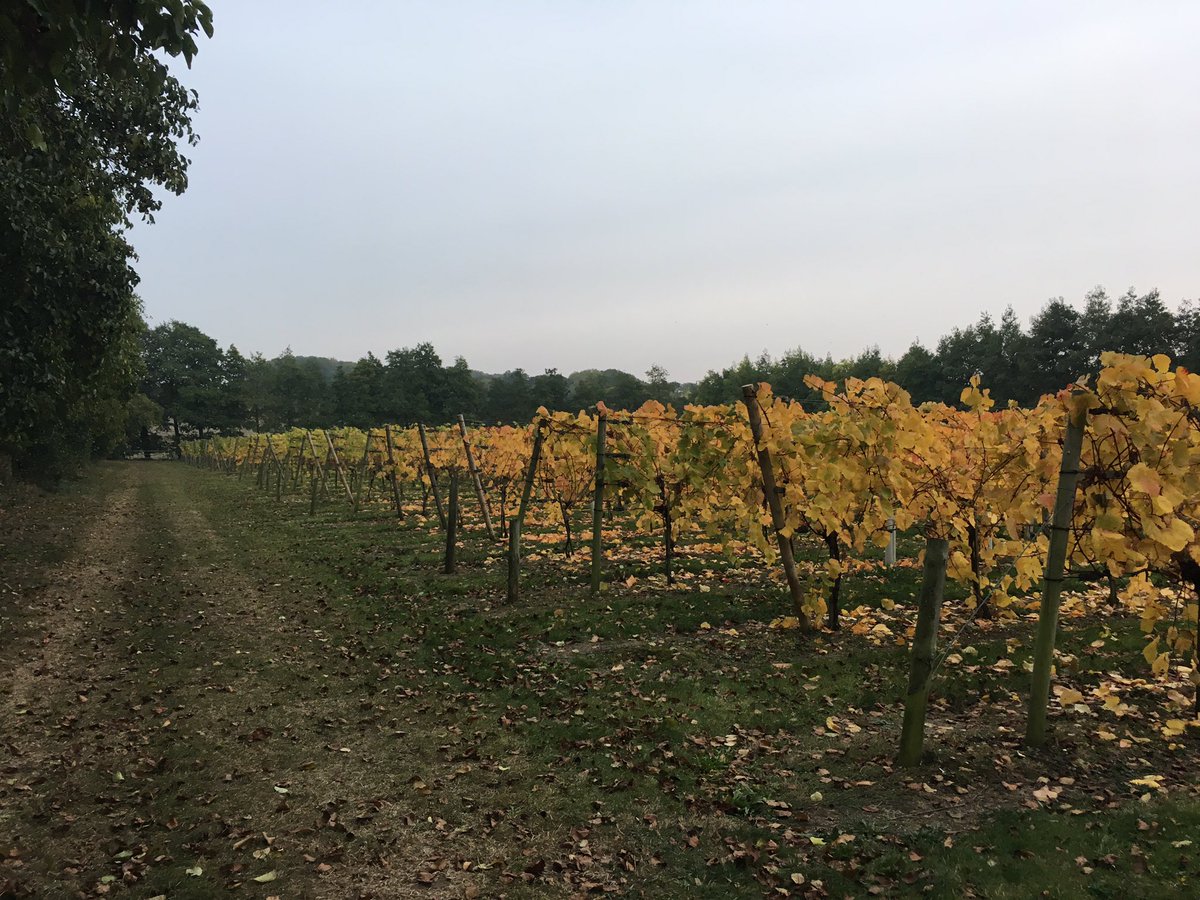 TabithaAmyLewis's tweet photo. Thank you @ChilfordHall for a fantastically interesting afternoon #vineyardtour #winetasting https://t.co/RFmRLNwETG