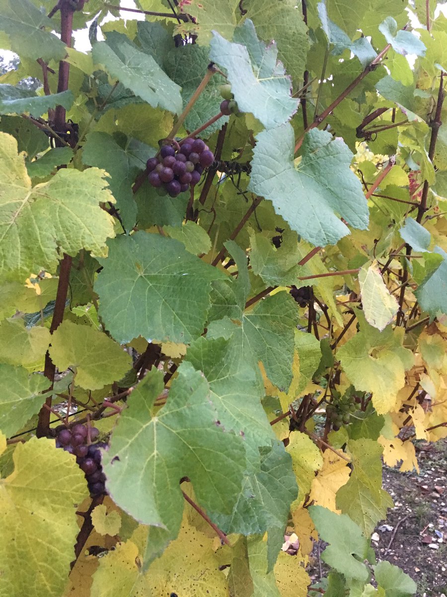 TabithaAmyLewis's tweet photo. Thank you @ChilfordHall for a fantastically interesting afternoon #vineyardtour #winetasting https://t.co/RFmRLNwETG